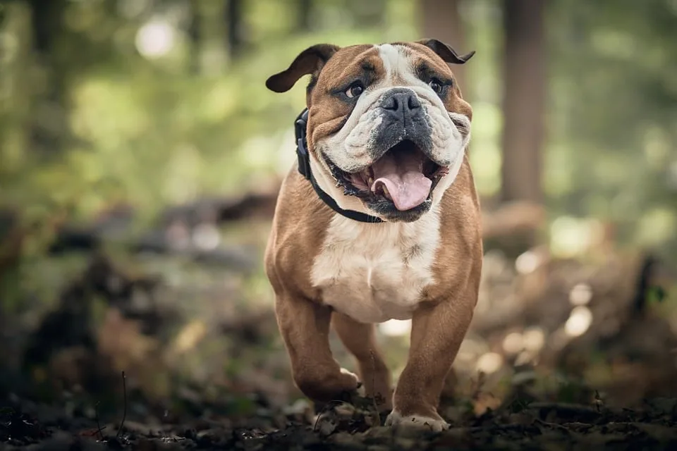 Erster Datenträgerspürhund der Polizei Schwaben Nord: Torres im Einsatz