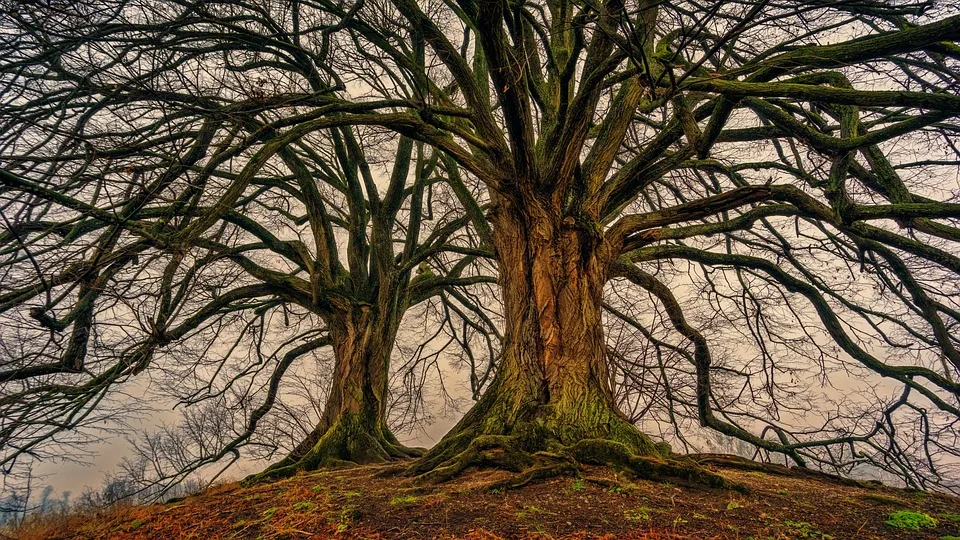 Farbenfrohe Baum-Markierungen: Was steckt dahinter?