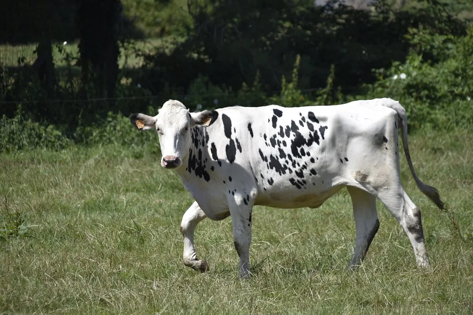 Festtag für Holstein Kiel: Endlich Aufstieg ins Oberhaus der Bundesliga