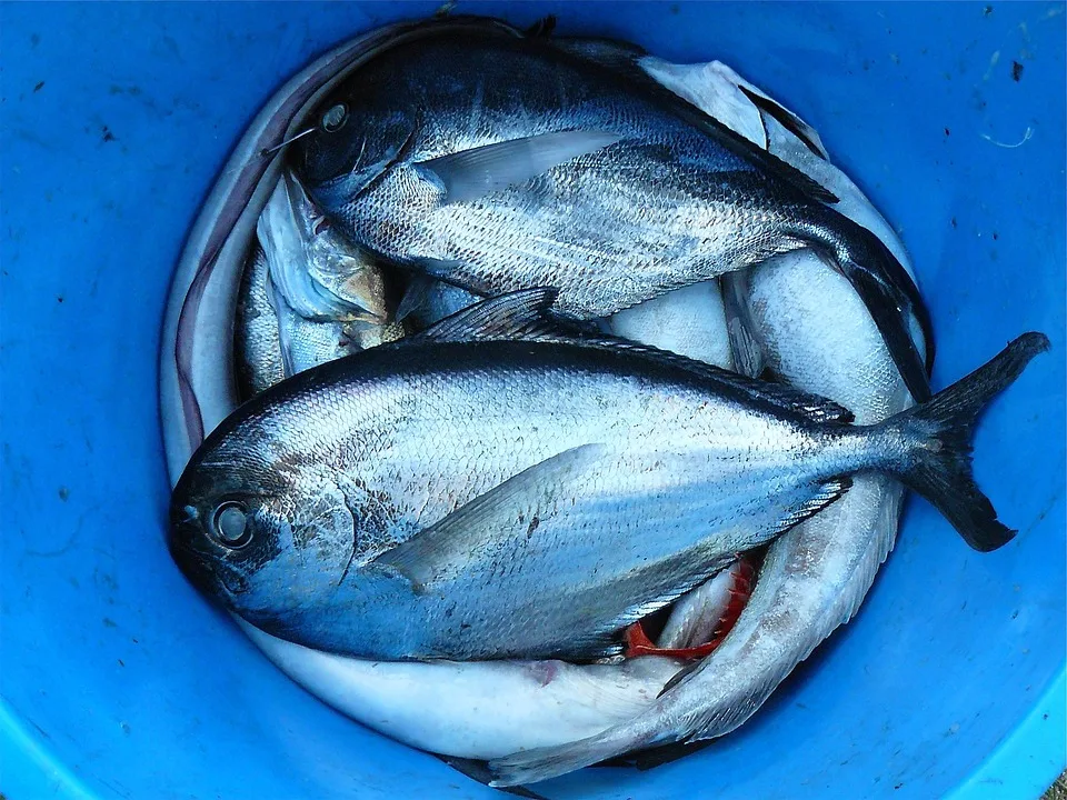 Fischgenuss direkt am Meer: Restaurant Nordseeblick in Fedderwardersiel