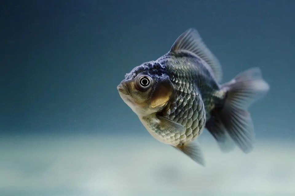 Fischschutz-Tag: Herausforderungen für bedrohte Arten im Wasser