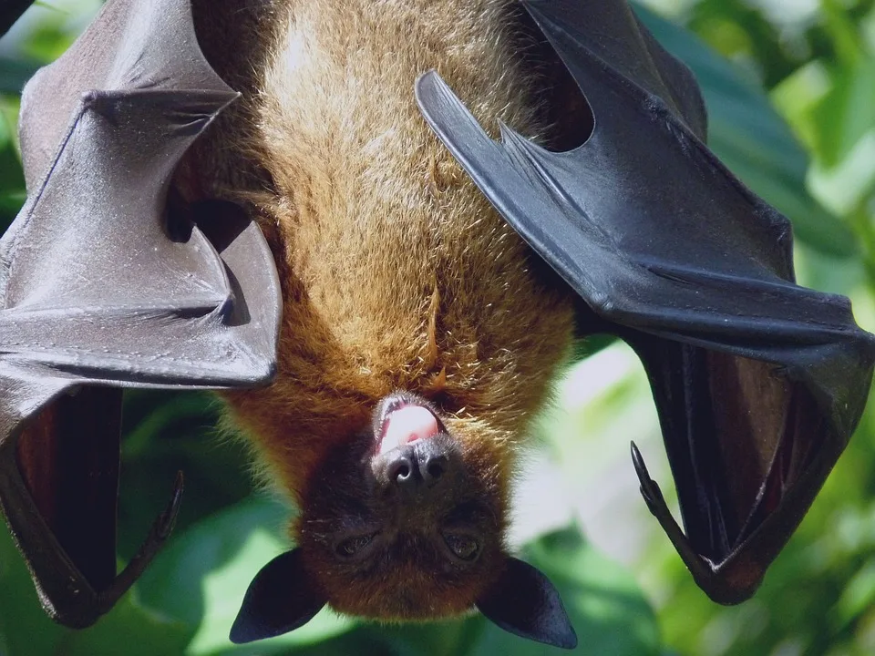 Fledermäuse hautnah erleben: NABU lädt zur Batnight 2024 in Norddeutschland