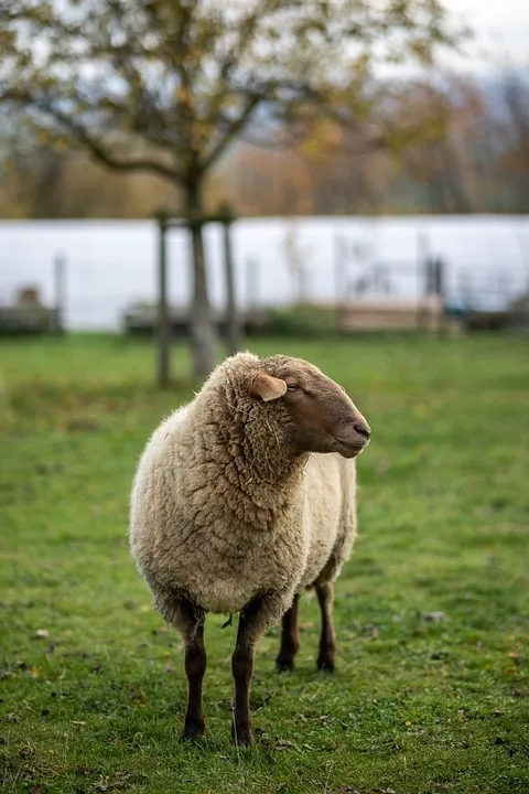 Flensburgs ungewöhnliches Liebespaar: Schaf trifft Ziege und bekommt Flumo!