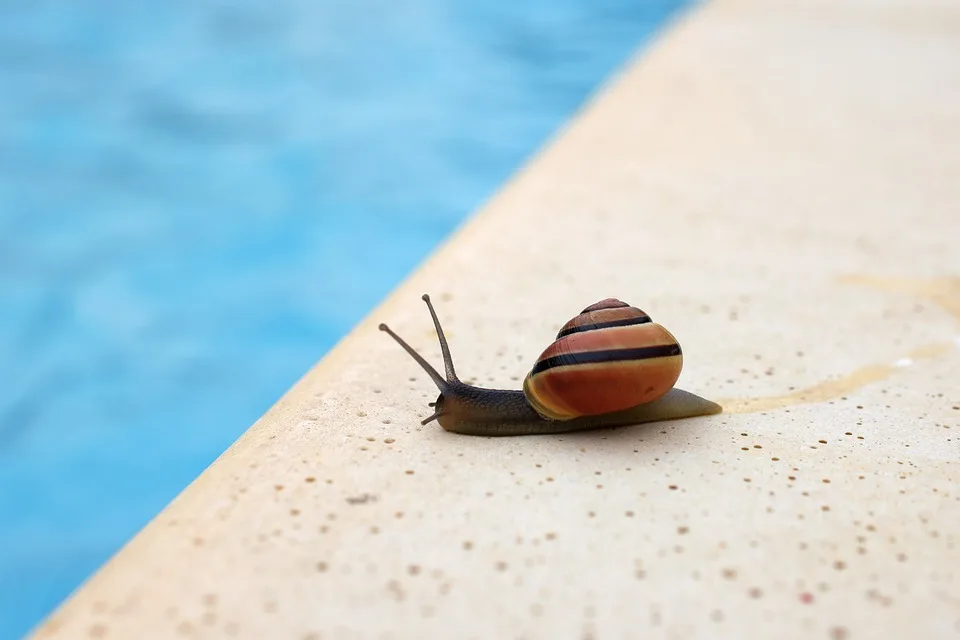 Förderung für Bambergs Schwimmtalente: Regionalstützpunkt 2023