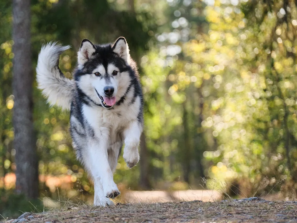 Gemeinsam für vermisste Hunde: Saving Paws hilft in der Eifel