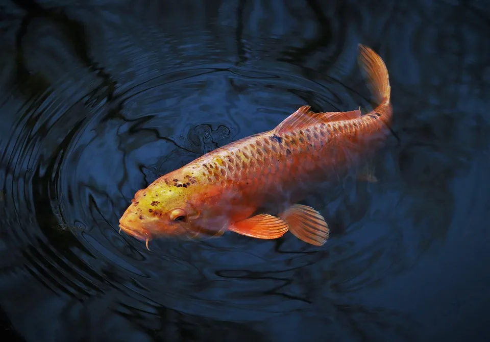 Guter Backfisch: Tipps von Fisch-Sommeliere Andrea Niesel aus Dortmund