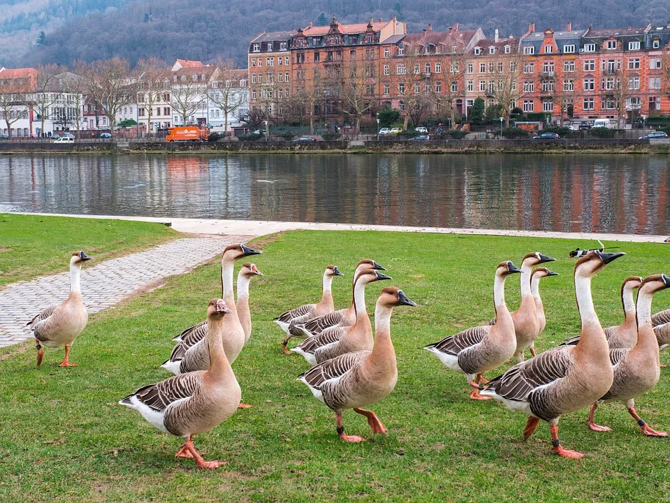 Heidelberg: Deutschlands jüngste Stadt begeistert mit Lebensfreude und Geschichte