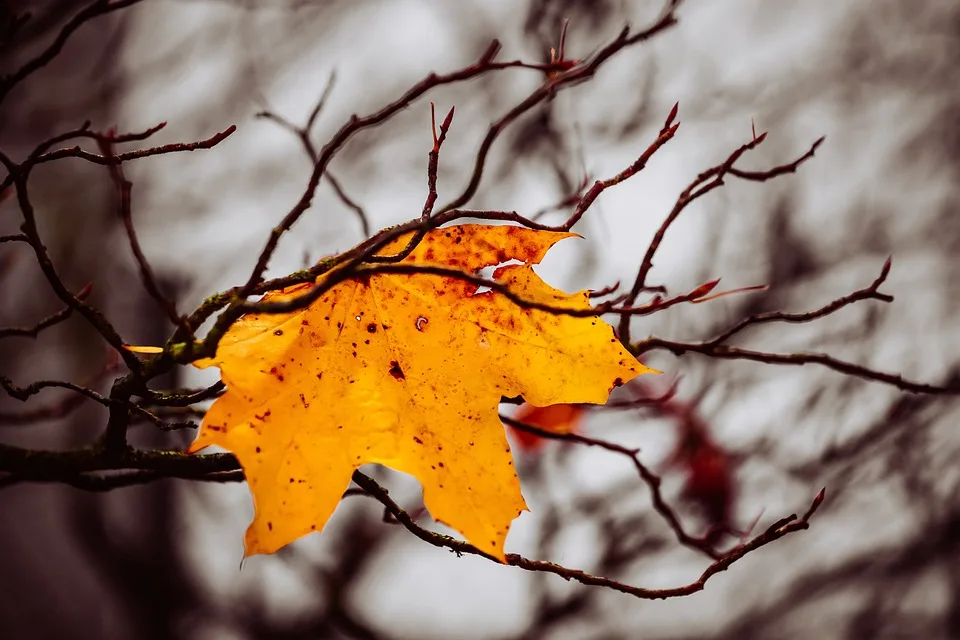 Herbstwetter in Baden-Württemberg: Spätsommerliche Wärme oder erster Schnee?