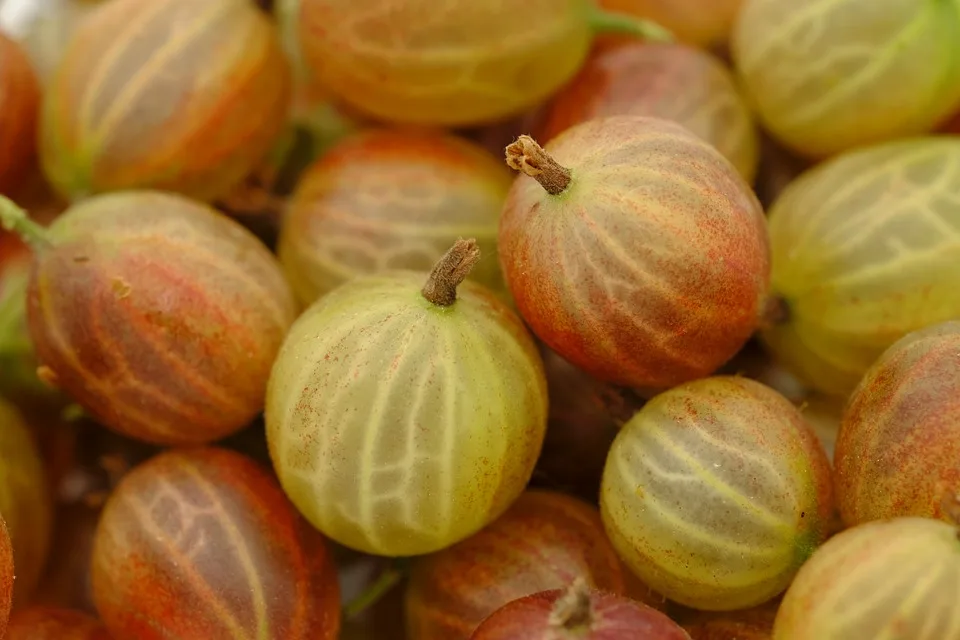 Holunderbeeren: Genussvoll und gesund – So bereiten Sie sie richtig zu!