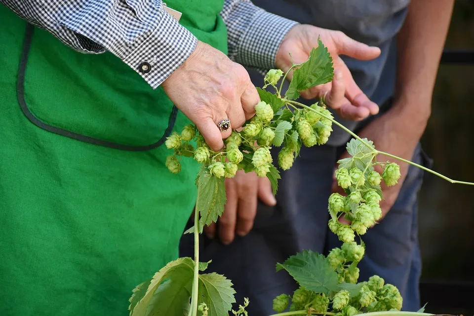 Hopfenernte in Tettnang: Gute Erträge trotz wechselhaftem Wetter