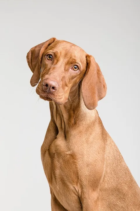 Hunde an Deichen: Schafe und Vögel leiden unter freiem Lauf