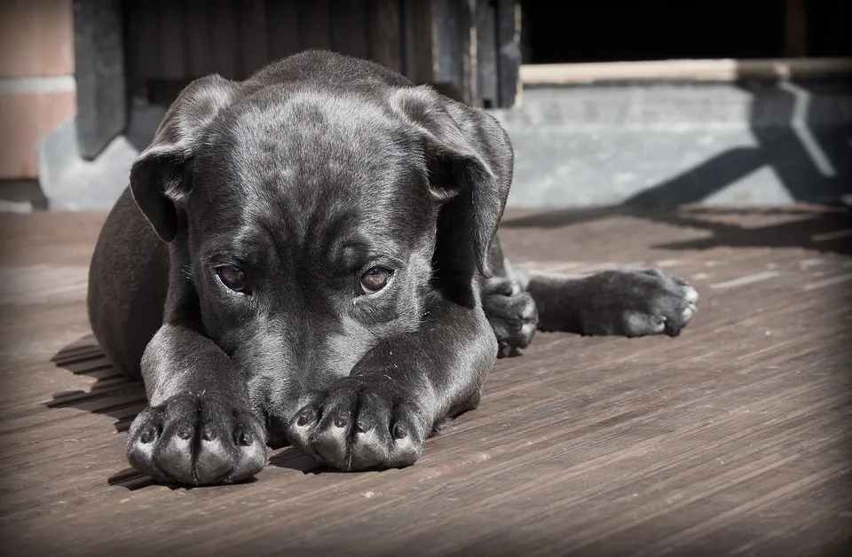 Hundefreilaufflächen in Wolfsburg: SPD fordert mehr Freiraum für Vierbeiner