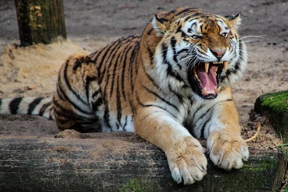 Insolvenzverfahren der Tigers Bayreuth aufgehoben: Neustart in Sicht!