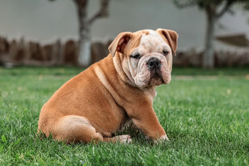 Junior, der beliebte Continental Bulldog: Ein Hund trotzt Vorurteilen