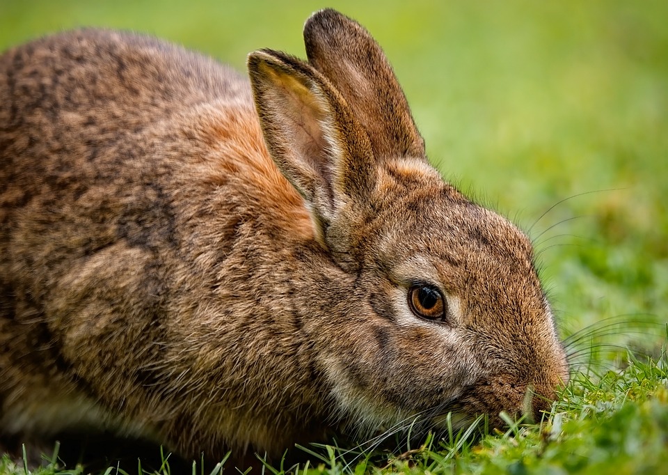 Kaninchenzucht in Uelsen: Kreisjungtierschau lockt mit Vielfalt und Spaß