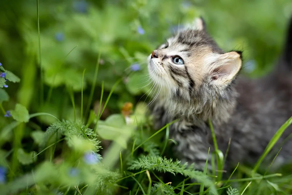 Katzenbabys in Mülltonnen: Herner Entsorgungsbetriebe retten Tierleben