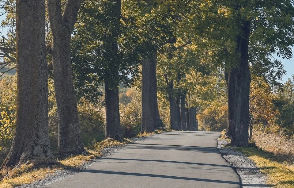 Kostenlose Schnittkurse in Boos: So bleiben unsere Straßenbäume gesund!