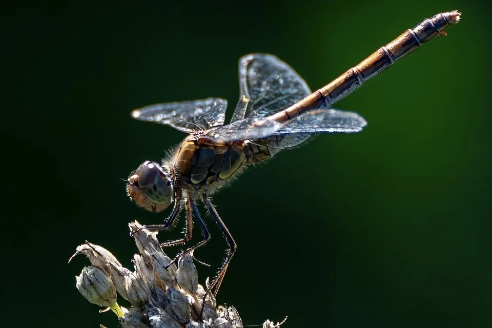 Licht aus für Insekten: Naturschutzbehörde appelliert an Bürger