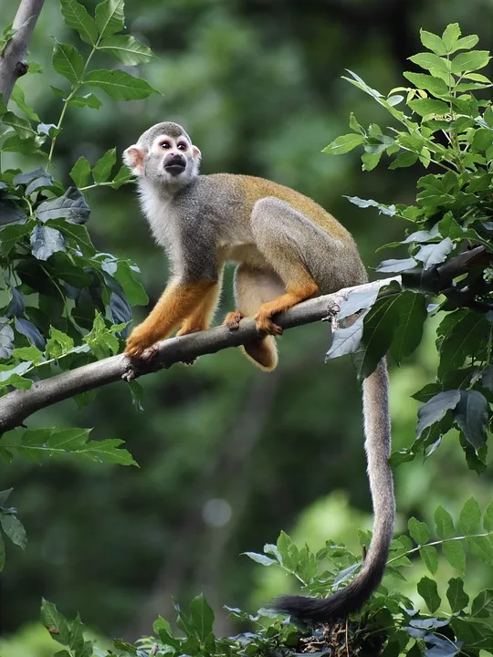 Luke Lakewalker: Der Ausreißer-Affe erobert den Bodensee