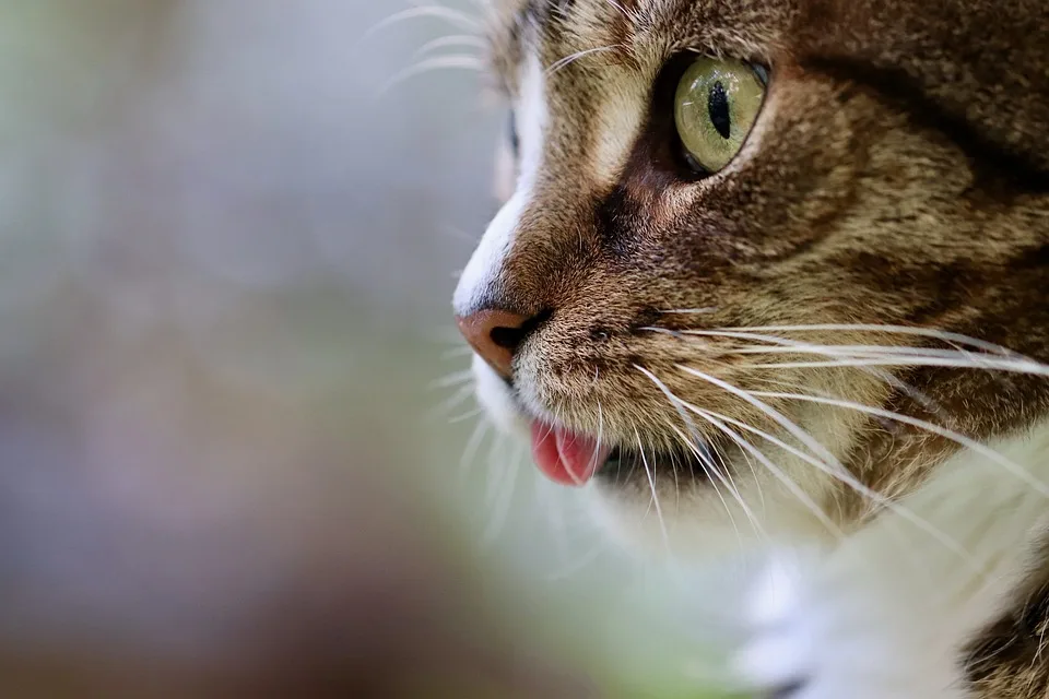 Maxel, der schüchterne Kater, sucht liebevolles Zuhause in Kronach