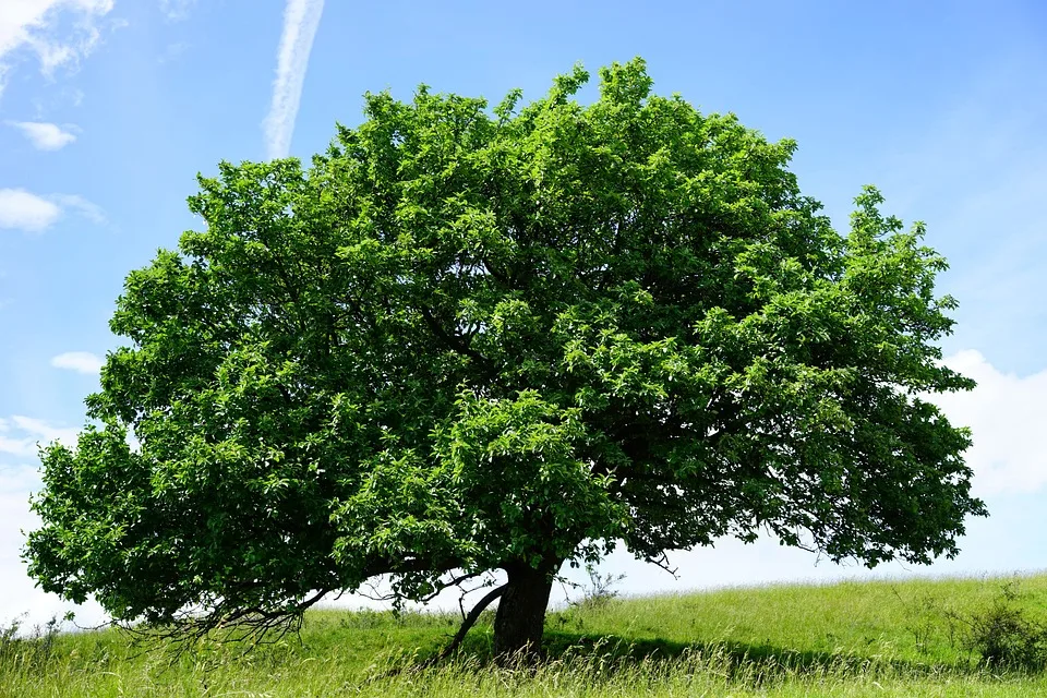 Mehlbeere als Baum des Jahres 2024: Ein Symbol für Erkelenz  Geschichte