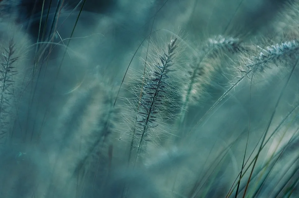 Natur im Fokus: Karl-Wilhelm Lehmanns Fotografien beim Festival der Stimmen