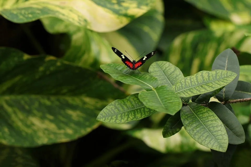 Naturgarten-Wettbewerb in Neunkirchen-Seelscheid: Kreativität blüht auf!