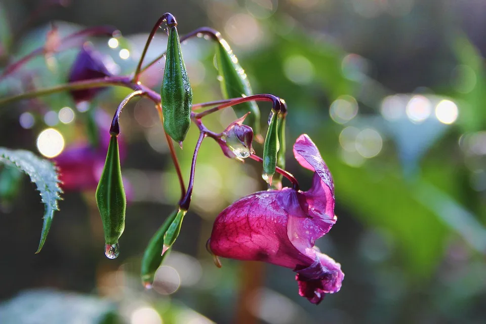 Neophyten im Ebersberger Landkreis: Ein Kampf um die heimische Flora