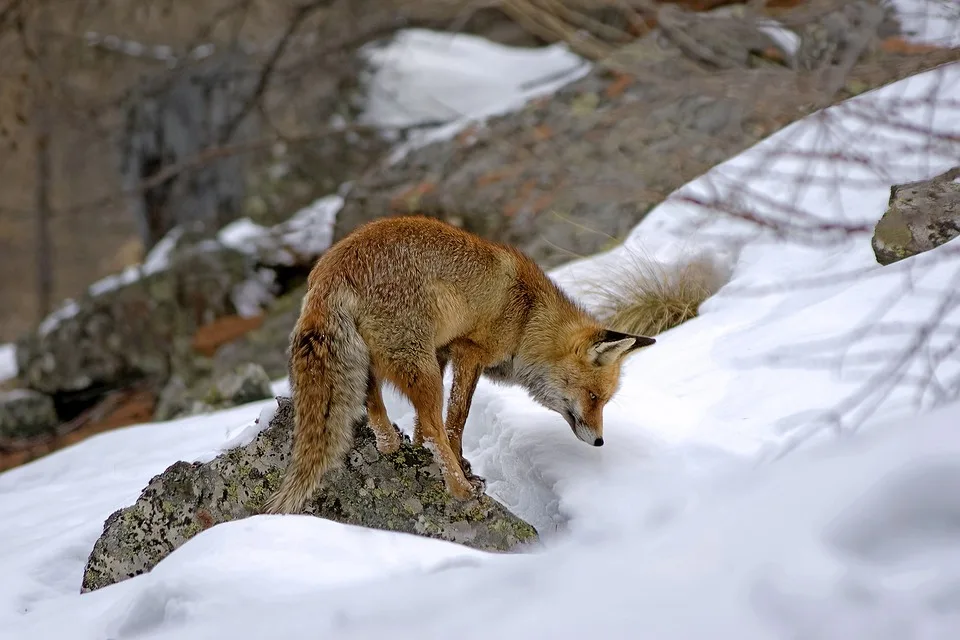 Neue Jagdberater für Schwaben: Expertise trifft Engagement in Unterallgäu