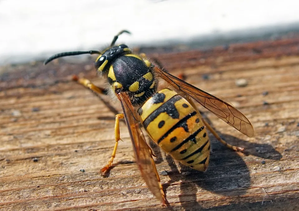 Neue Wespenart entdeckt: Überraschung vor den Türen Maxdorfs!