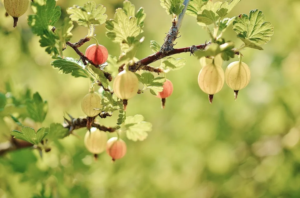 Neunkirchen: Ein mediterranes Paradies im Garten der Stenschke-Heinz