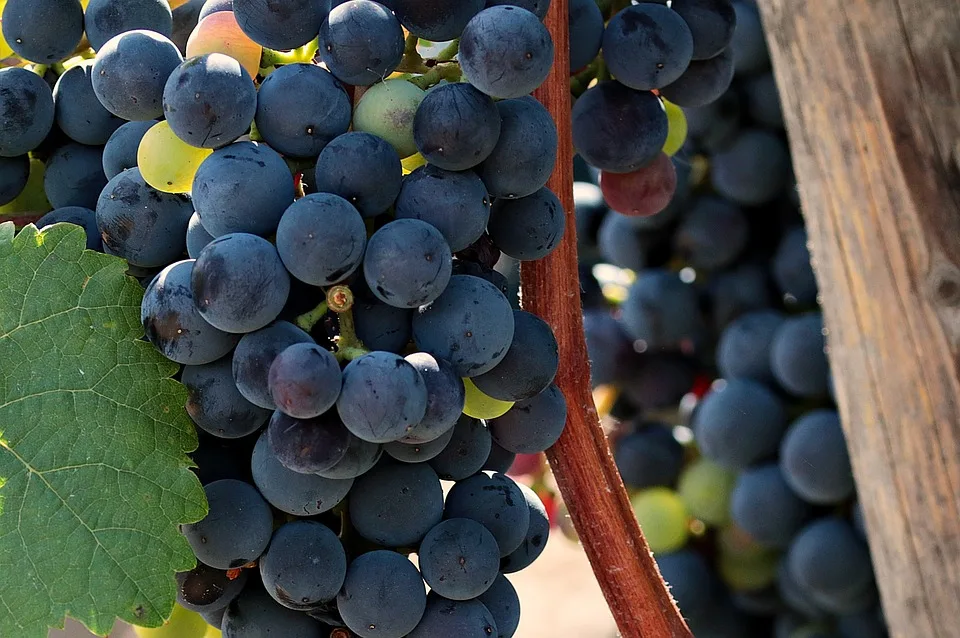 Oberkirch feiert Wein – Hannah I. gekrönt zur neuen Weinprinzessin