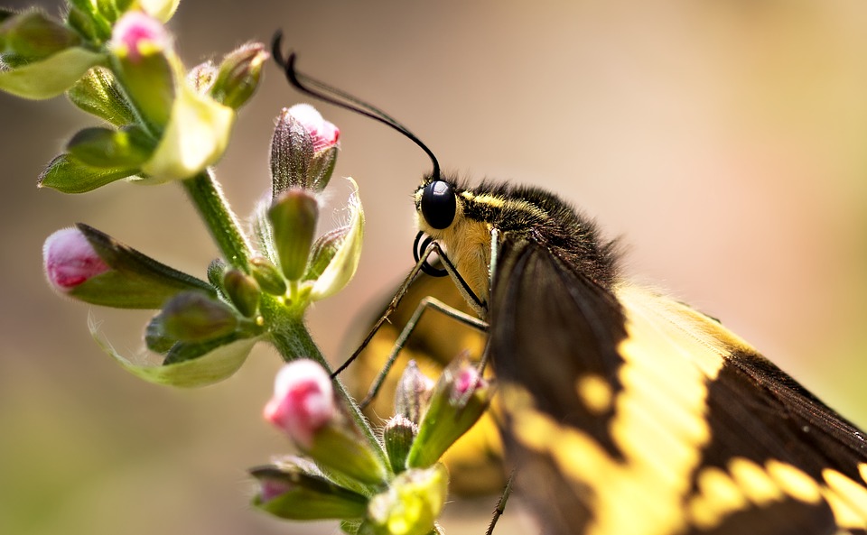 Öko-Landwirtschaft und Blühstreifen: Bienen gesund und stark halten