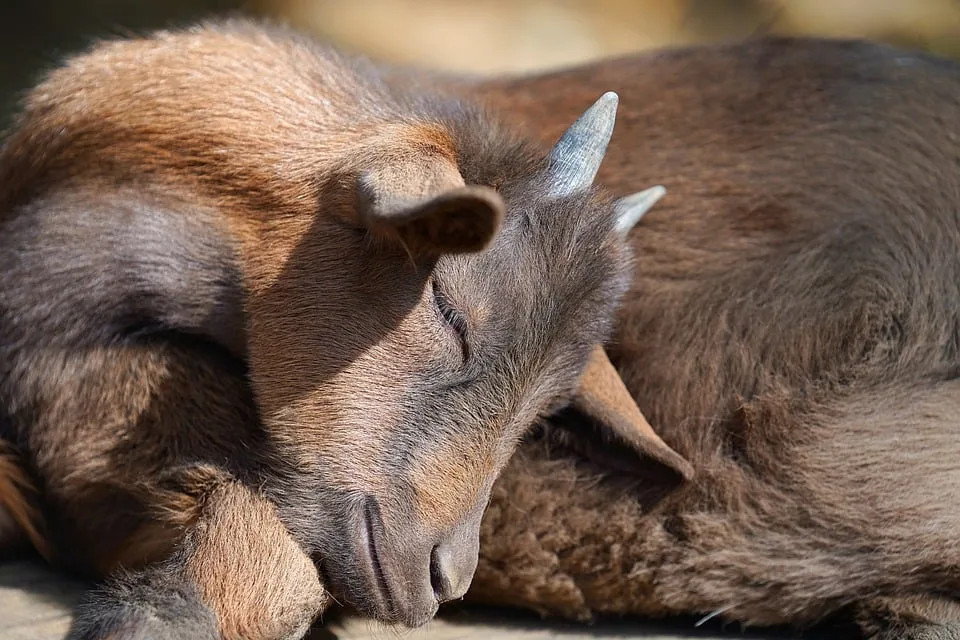 Oldtimer und Tiere: Ein spektakulärer Blaulichttag im Tierpark Nordhorn