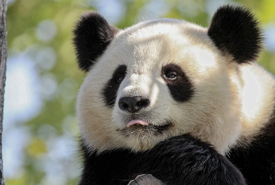 Pandazwillinge im Berliner Zoo: Erste Erfolgszeichen nach Geburt