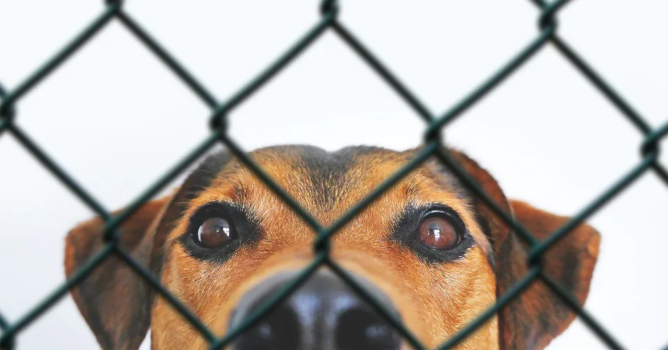 Pfarrhübel: Tierschutzverein kämpft gegen Katzenseuche und Überbevölkerung