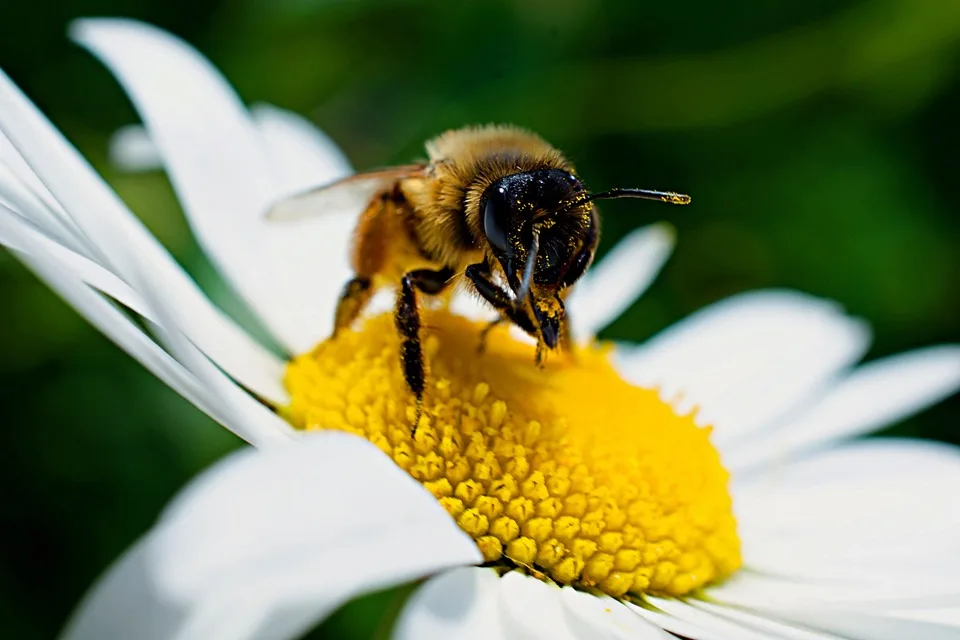 Pollenbericht für Allergiker: Aktuelle Belastung in Baden-Württemberg