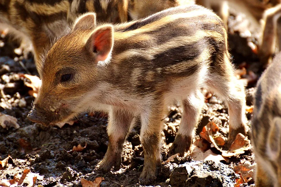 Prämie für Wildschweinjagd: Landkreis Darmstadt-Dieburg kämpft gegen Pest