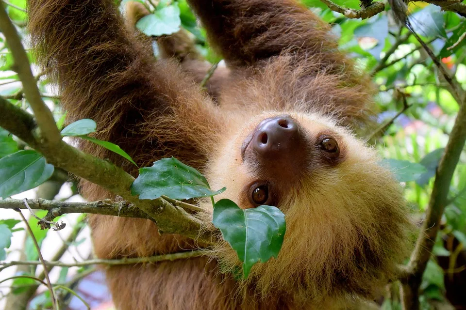 Rekord-Faultier Jan: Ein Abschied vom ältesten Zoobewohner Krefelds