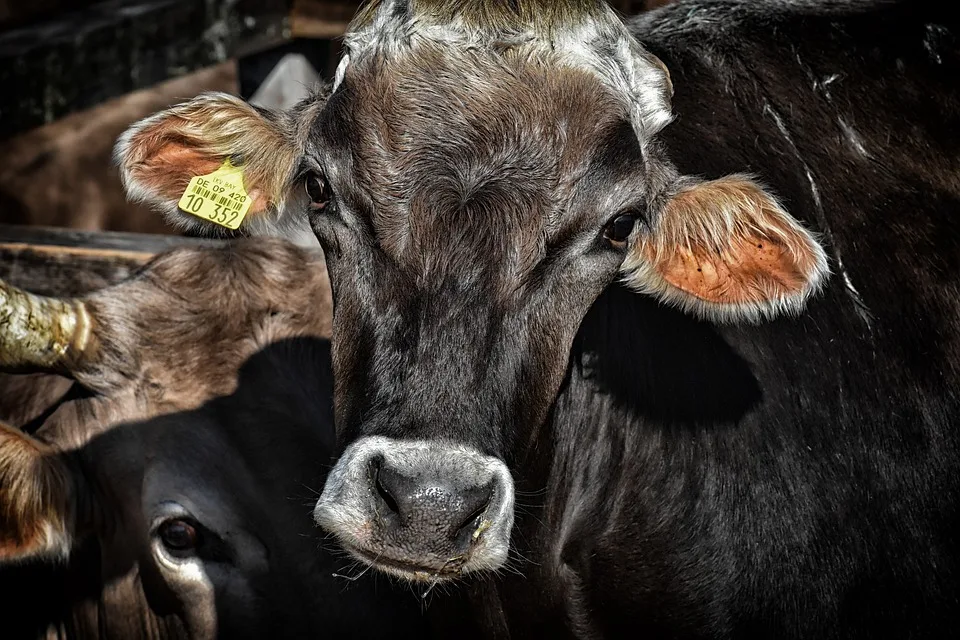 Rettung für Galloway-Rinder: Dank Spenden bleibt Herde in Nastätten