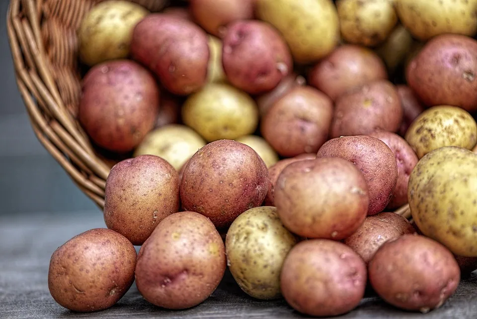 Riesen-Kartoffeln erobern die Gärten: Rekorde in der Region!