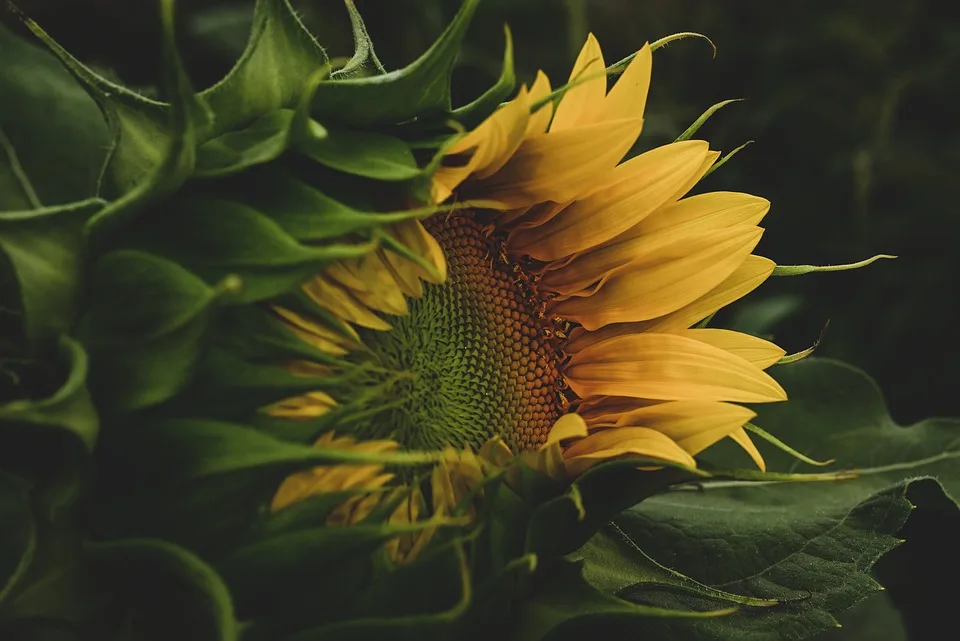 Rückgang beim Sonnenblumenanbau: Bayerns Landwirte im Dilemma