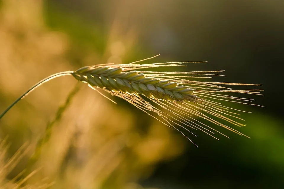 Rückgang der Anbauflächen: Bayerns Landwirtschaft im Umbruch