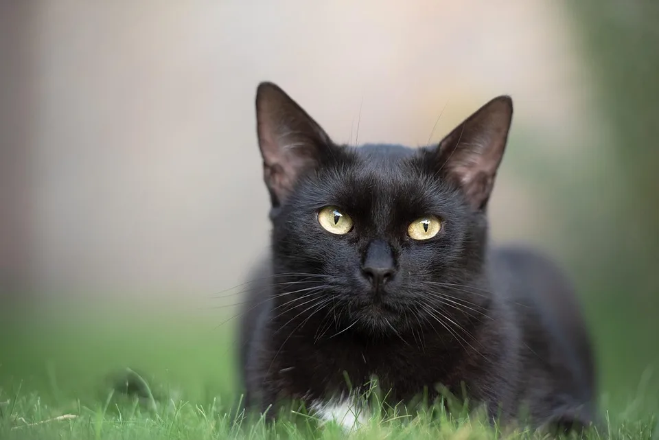 Schwarzer Kater Maxel sucht geduldiges Zuhause in Kronach