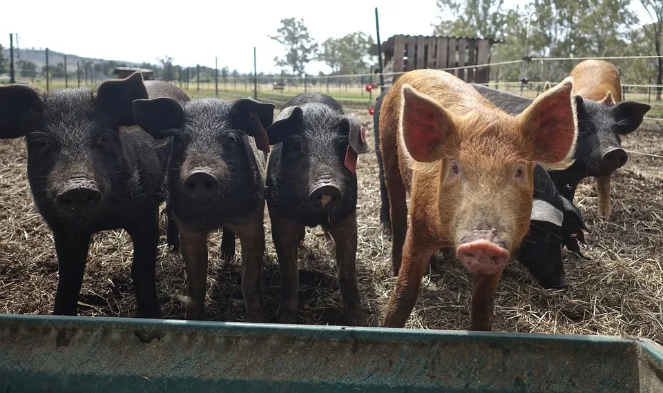 Schweinepest in Baden-Württemberg: Pilzsammler vor neuen Regeln gewarnt