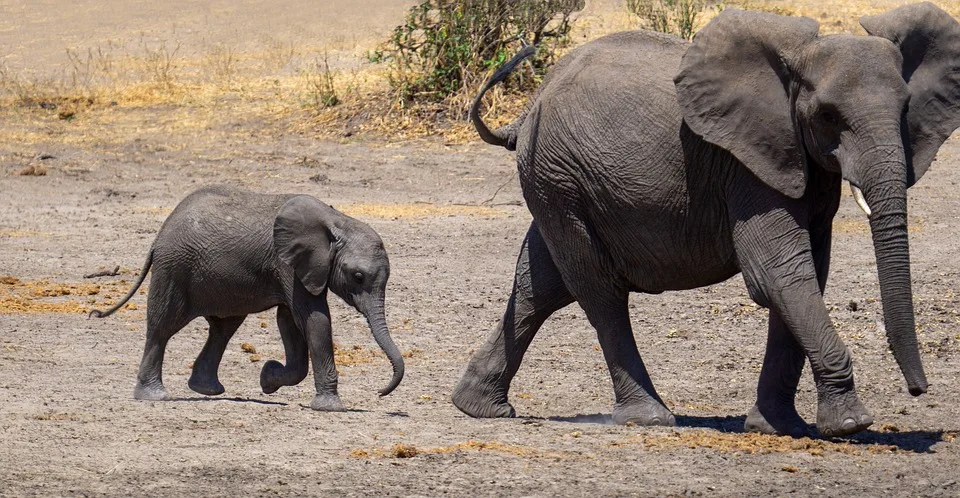 Serengeti-Park Hodenhagen: Ein Abenteuer für Tiere und Menschen