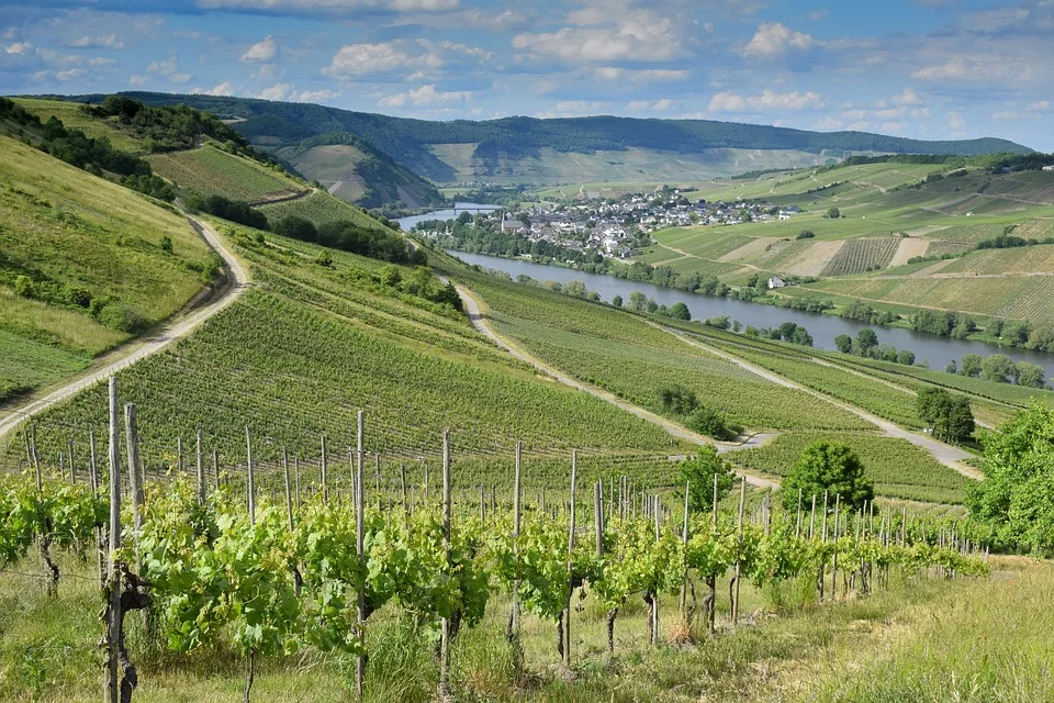 Sommerfest am Weingut Schäfer: Spaß und Hilfe für Kinder in der Pfalz