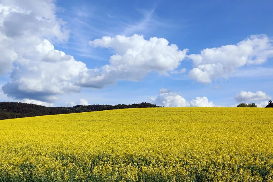 Sommerliche Abenteuer im Landkreis: Lachen, Kunst und Action am Wochenende!