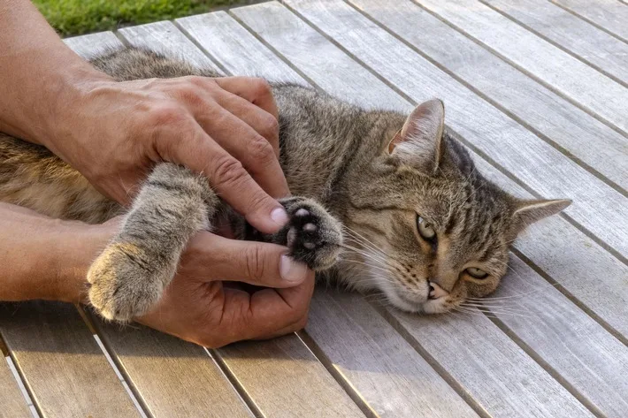 Stressfreier Tierarztbesuch: So gewöhnen Sie Ihre Katze richtig daran!