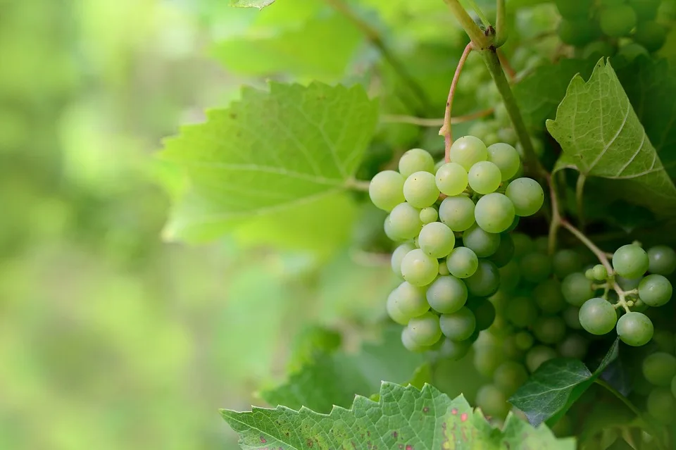 Teure Früchte: Ist Obst zum Luxusgut geworden?